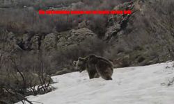 Şemdinli’de Yiyecek Arayan Ayı Yerleşim Alanına İndi