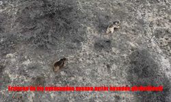 Erzincan’da Kış Uykusundan Uyanan Ayılar Tarlalara İndi