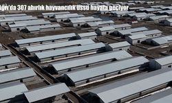 Ağrı’da 307 ahırlık hayvancılık üssü hayata geçiyor