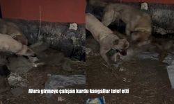Kangal Köpekleri Kurt Saldırısını Önledi