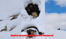 Karlar Altında Doğal Güzellik