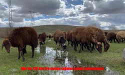 Ağrı’da Çoban Bulamayan Besiciler Zorlanıyor