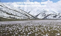Güzeldere Vadisi’nde bahar şöleni: Çiğdemler görsel ziyafet sunuyor