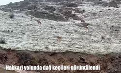 Hakkari yolunda dağ keçileri görüntülendi