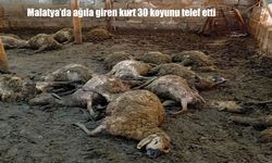 Malatya’da ağıla giren kurt dehşeti: 30 koyun telef oldu