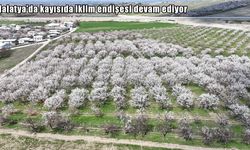 Malatya kayısısında belirsizlik devam ediyor: Üretici tedirgin