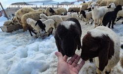 Bitlis’te iki mevsim bir arada: Aydınlar’da bahar ve kış yan yana