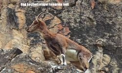 Erzurum’da dağ keçileri sürü halinde görüldü