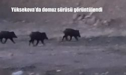 Yüksekova'da domuz sürüsü görüntülendi