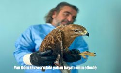 Van'da yaralı yaban hayvanları YYÜ'de sağlığına kavuşuyor