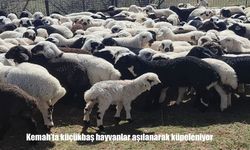 Kemah’ta Küçükbaş Hayvanlara Aşılama ve Küpeleme Uygulaması
