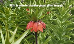 Bitlis’te ters laleler açtı: Doğa renk cümbüşüne büründü