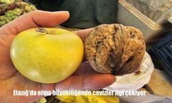 Elazığ’da elma büyüklüğünde cevizler diikat çekiyor