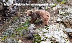Tunceli’de Belgesel Gibi Görüntüler: Anne Ayı ve Yavruları Kamerada