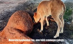 Ardahan’da yürek burkan görüntü: Annesini kaybeden tay onu emmeye çalıştı