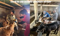 Elazığ genelinde şap aşılama çalışmaları hız kesmiyor