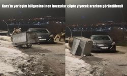 Kars'ta bozayılar yerleşim yerine indi