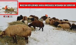 Muş’ta kış bitmedi: “Bu gidişle yazı mayıs ortasında ancak görürüz”