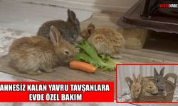 Muş’ta annesiz kalan tavşanları evinde besliyor