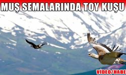 Muş semalarında toy kuşları görüntülendi
