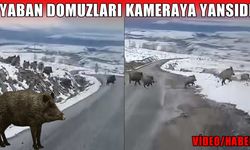 Varto’da yol kenarında domuz sürüsü görüntülendi