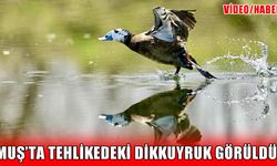 Muş'ta nesli tehlike altındaki ‘Dikkuyruk’ görüntülendi