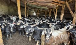 Bingöl’de Soğuk Hava Yayla Sezonunu Geciktirdi