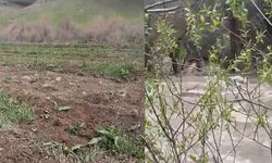 Suya kapılan büyükbaş hayvan telef oldu