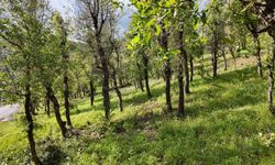 Şırnak’ta tırtıl alarmı: Ormanlık alanlar zarar gördü