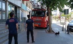 Batman’da “vefalı kedi” yürek ısıtan anlara sahne oldu