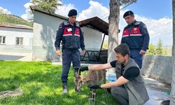 Elazığ Ağın’da Yaralı Dağ Keçisi Kurtarıldı
