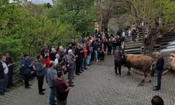 Kemaliye’de Asırlık Gelenek Canlandı: Şükür Kurbanı ile Birlik ve Bereket Mesajı