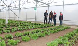 Erzincan’da 23 Dekarlık Serada Yılda 3 Ürün Hasadı: Bölge Tarımına Güçlü Katkı