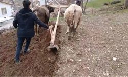 Bahçesaray’da Zorlu Coğrafyada Geleneksel Tarım: Karasaban Yeniden Kullanılıyor