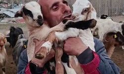 Çobanın oğlak sevgisi yürekleri ısıttı