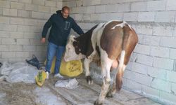 Diyadin'de besicilik geçim kapısı oldu