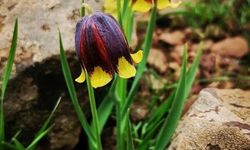 Karakoçan Lalesi Koruma Altında