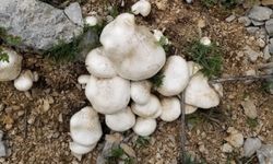 Erzincan’da 2 bin rakımda yetişen mantar altınla yarışıyor