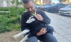 Elazığ'da 'Zeytin' isimli oğlak, mahallenin maskotu haline geldi