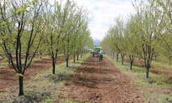 Erzincan’da meyve üreticilerine yağış sonrası ilaçlama uyarısı