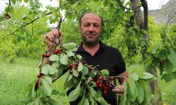 Bu kirazların ilk hasatı satılmıyor, misafirlere ikram ediliyor