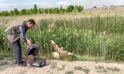 Iğdır’da yaralı bulunan şahin tedavisinin ardından doğaya bırakıldı