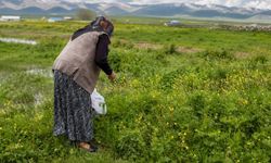 Ağrı’da asırlık gelenek: Şifalı otlar kış sofraları için hazırlanıyor