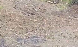 Pülümür’de vaşak görüntülendi