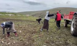 Ardahan’da köylüler ekim öncesi tarlalarda taş temizliği yapıyor