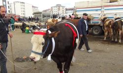 Kars’ta kurban pazarı hareketlendi: 700 kiloluk süslenmiş düve ilgi odağı oldu