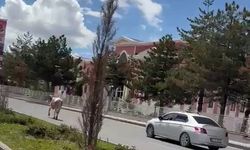 Erzurum’da kurbanlık kaçtı, trafik karıştı