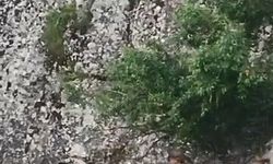 Harput’ta dağ keçileri görüntülendi