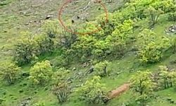 Tunceli Nazımiye’de 10’a Yakın Ayı Görüntülendi
