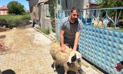 Erzincan’da kaçan kurbanlık koyun 1 saat sonra yakalandı